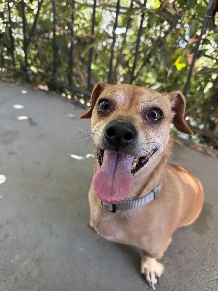 An adult small-sized female Brown / Chocolate Chihuahua dog named Walter for adoption in St. Petersburg, FL