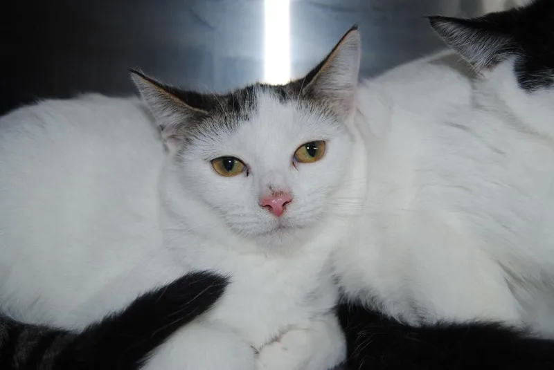 A baby small-sized female Domestic Short Hair cat named Tabitha for adoption in Mineral Wells, TX