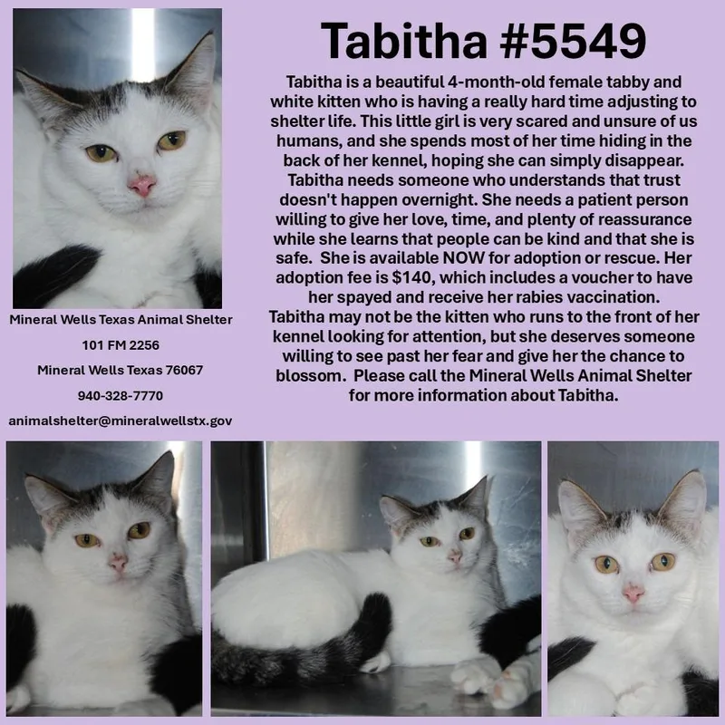 Tabitha thumbnail 2
