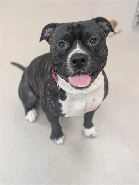 Prince Leonidas Rogers