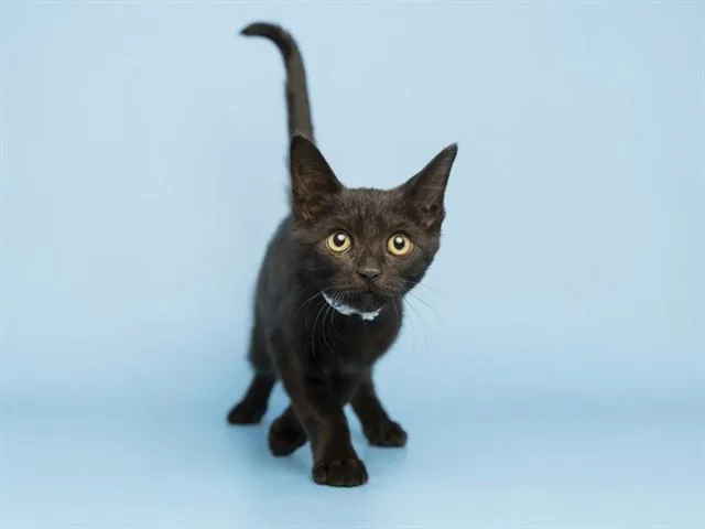 A baby small-sized male Domestic Short Hair cat named Clay for adoption in Phoenix, AZ