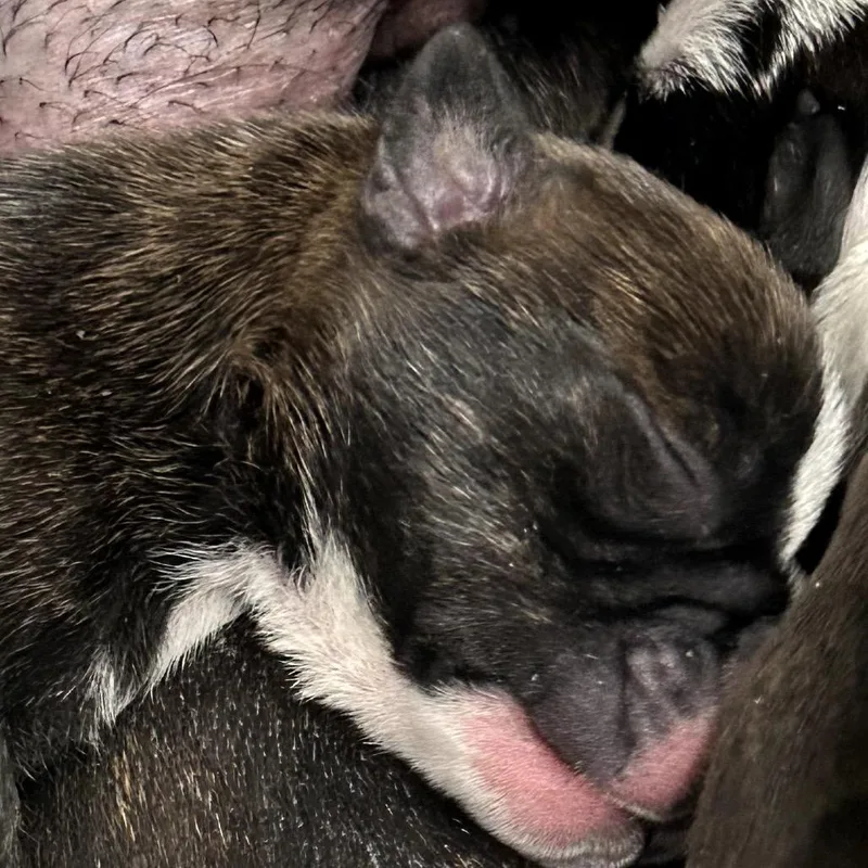 Coddington thumbnail 2