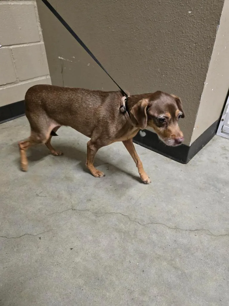 A young small-sized female Chihuahua dog named Jilly for adoption in Huntsville, TX