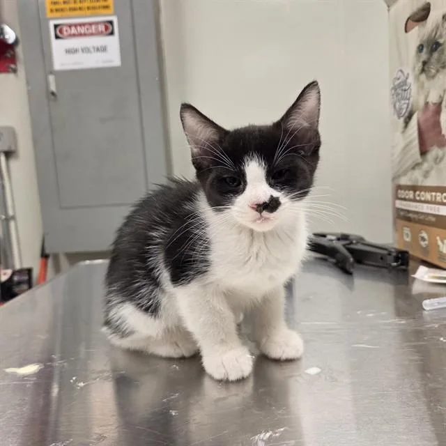 A baby small-sized male Domestic Short Hair cat named Birch for adoption in Ontario, CA