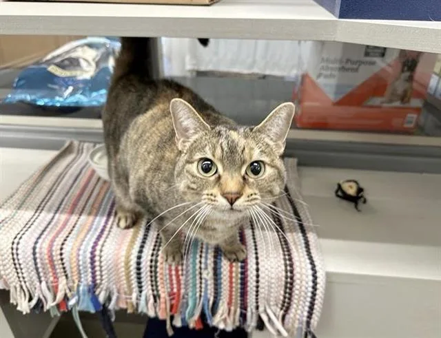 An adult medium-sized female Domestic Short Hair cat named Birdy for adoption in Saint Louis, MO