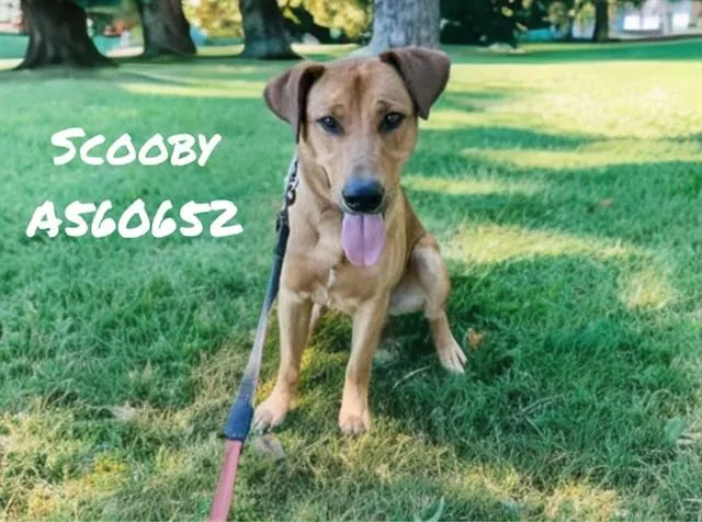 Scooby