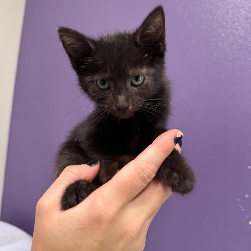 A baby small-sized female Black Domestic Short Hair cat named Pyra for adoption in Englewood, FL