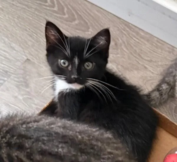 A baby small-sized female Domestic Short Hair cat named Countess for adoption in Bonsall, CA