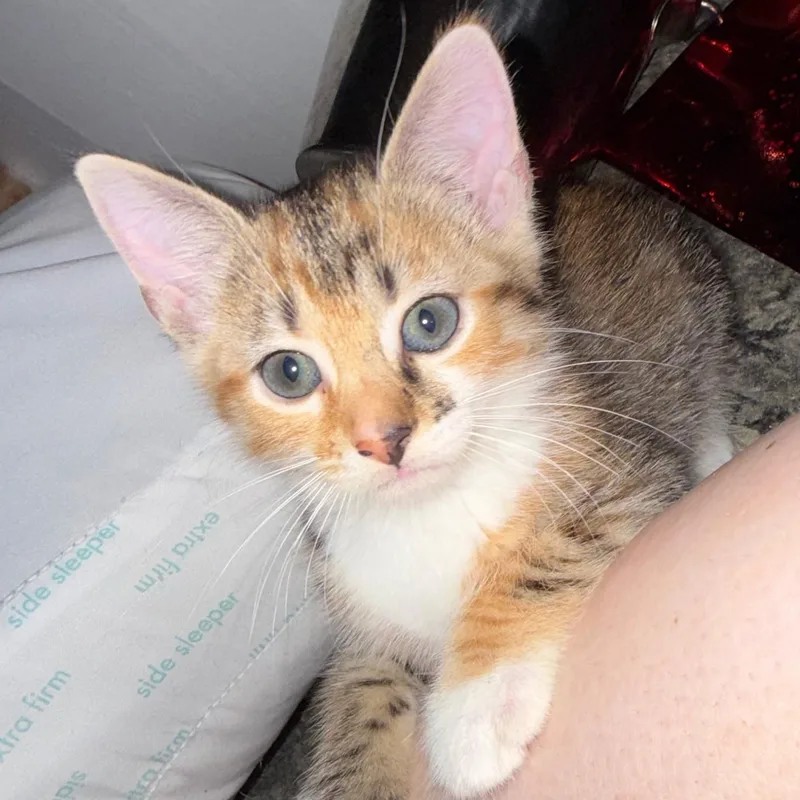 A baby medium-sized male Domestic Short Hair cat named Gooseberry for adoption in Wilmington, OH