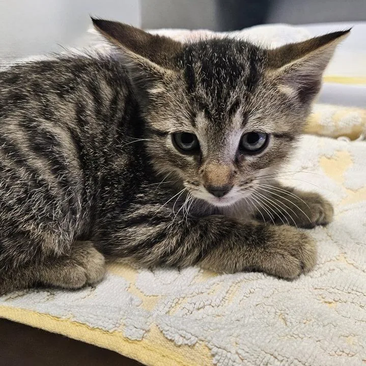 A baby small-sized male Brown / Chocolate Domestic Short Hair cat named Ganymede for adoption in Austin, TX
