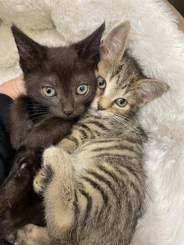 A baby medium-sized female Tabby (Brown / Chocolate) Domestic Short Hair cat named July for adoption in Prince Frederick, MD