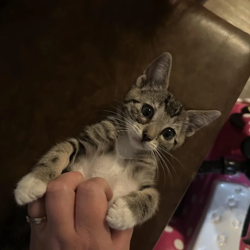 A baby medium-sized male Domestic Short Hair cat named Beanie Indoor Only for adoption in Stockton, CA