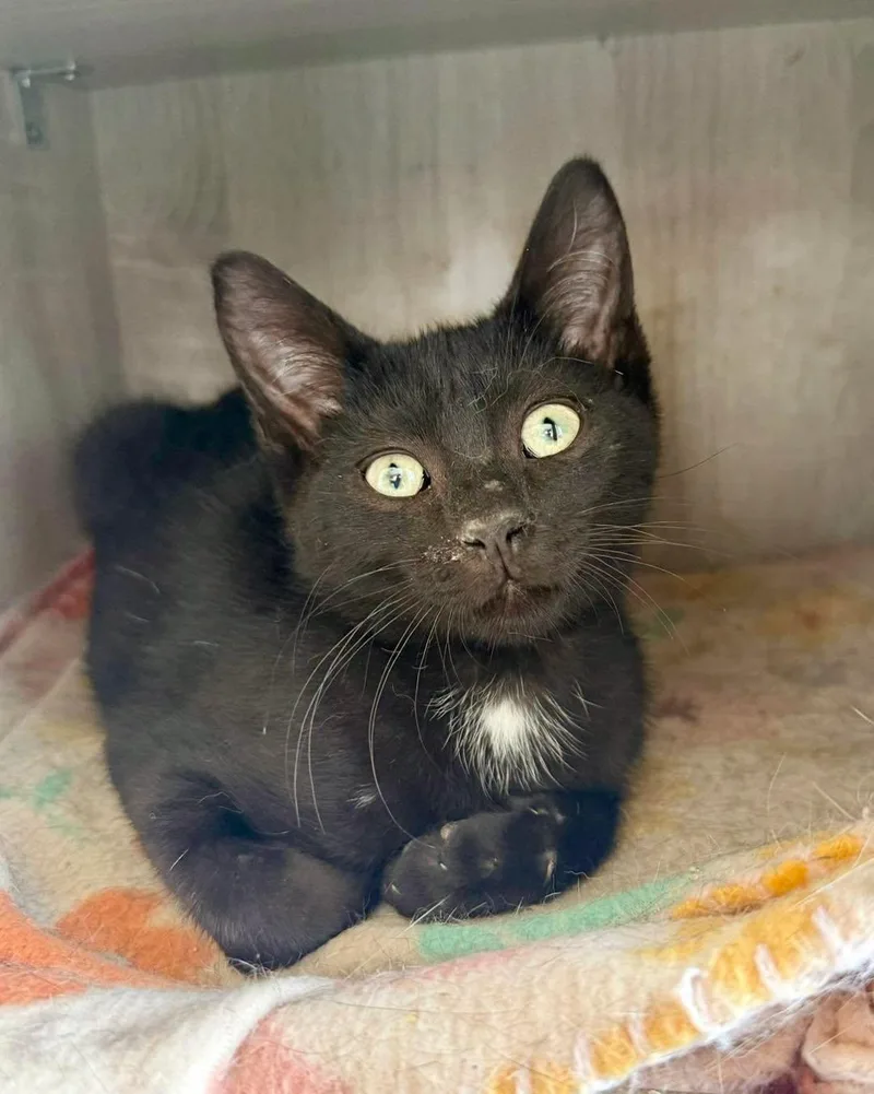 A young medium-sized male Black & White / Tuxedo Domestic Short Hair cat named Rick for adoption in Shreveport, LA