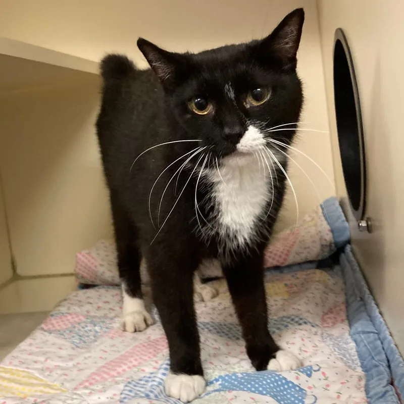 An adult small-sized female Black Domestic Short Hair cat named Seabreeze for adoption in Dayton, OH