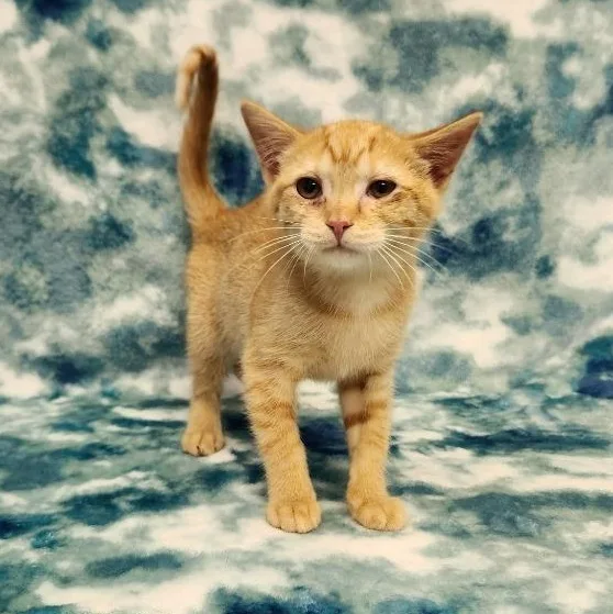 A baby medium-sized female Orange / Red Domestic Short Hair cat named Mrs. Felix for adoption in Benld, IL