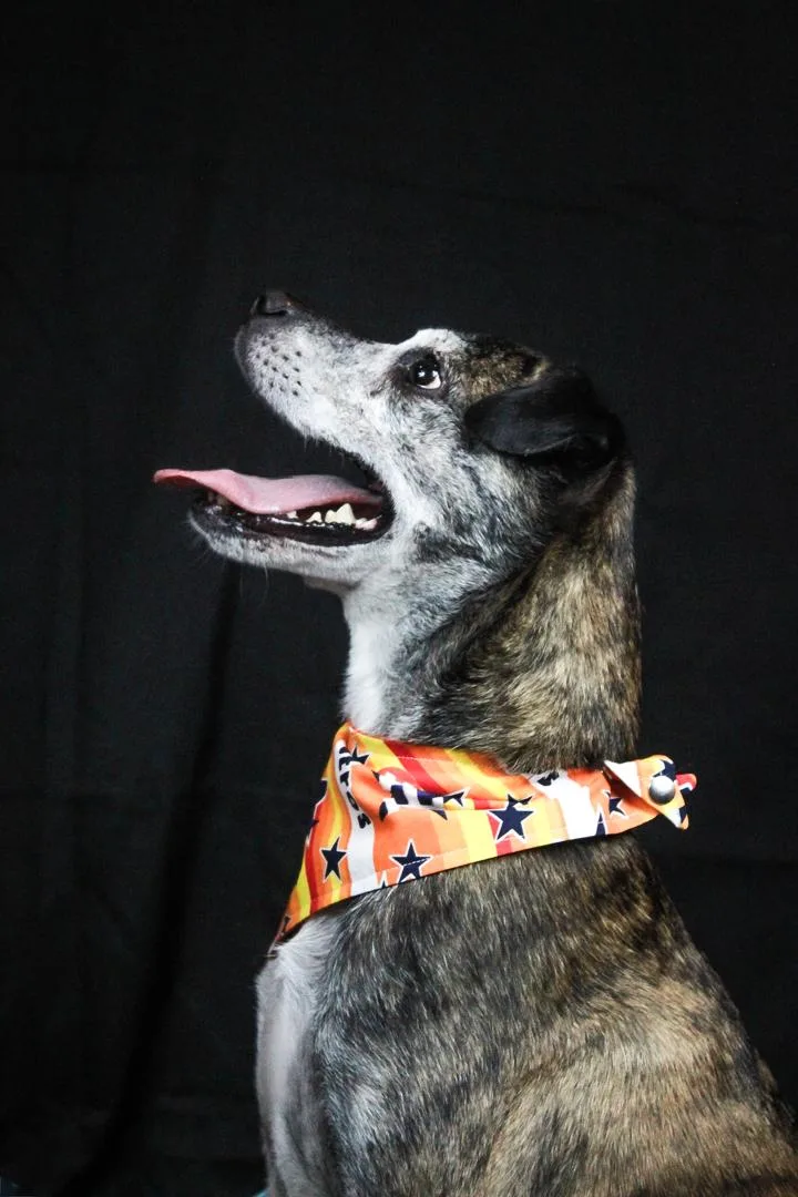 An adult small-sized male Brindle American Staffordshire Terrier dog named Mango for adoption in Houston, TX