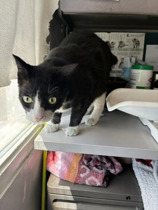 An adult small-sized male Domestic Short Hair cat named Oreo for adoption in Salt Lake City, UT