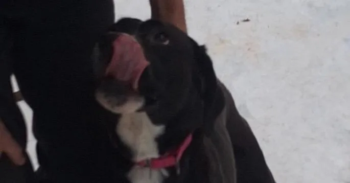 Daisy Mae thumbnail 3