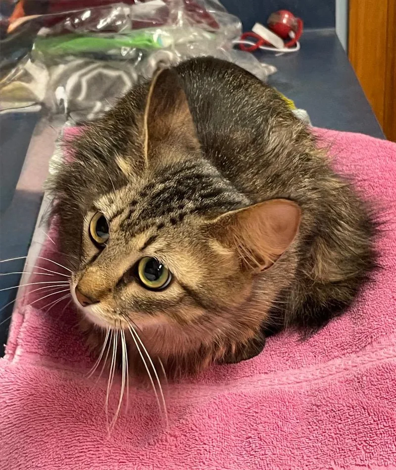 Rosie