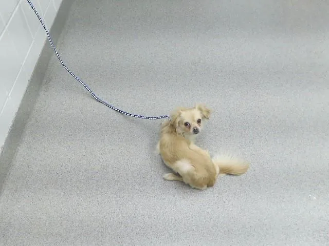 An adult small-sized male Chihuahua dog named Gunnar for adoption in Omaha, NE