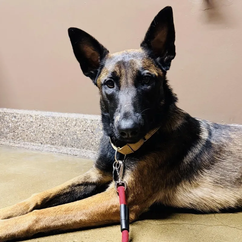 A young medium-sized female Black Belgian Shepherd / Malinois dog named Megan for adoption in Santa Monica, CA