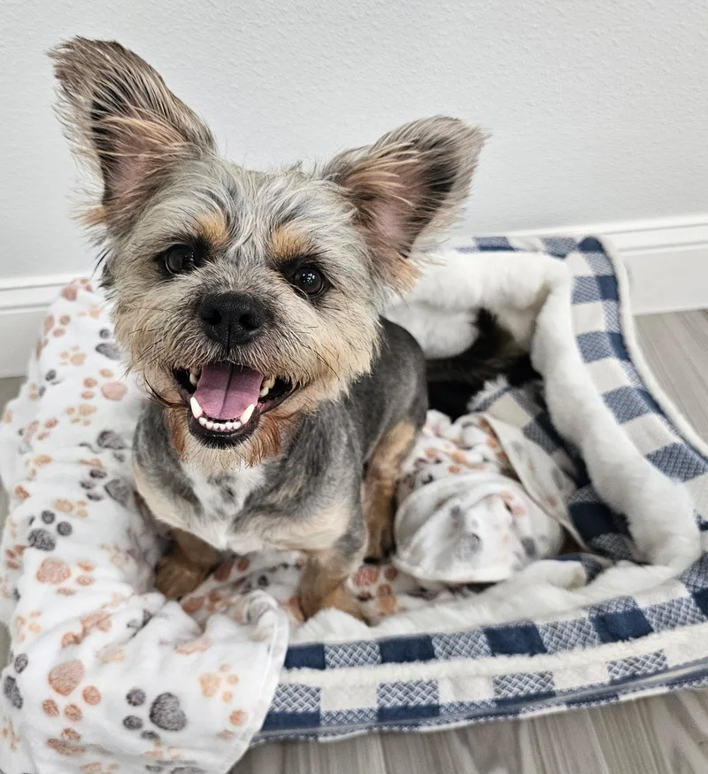 A young small-sized male Gray / Blue / Silver Border Terrier dog named Barley for adoption in Houston, TX