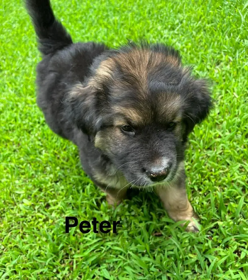 Peter thumbnail 2