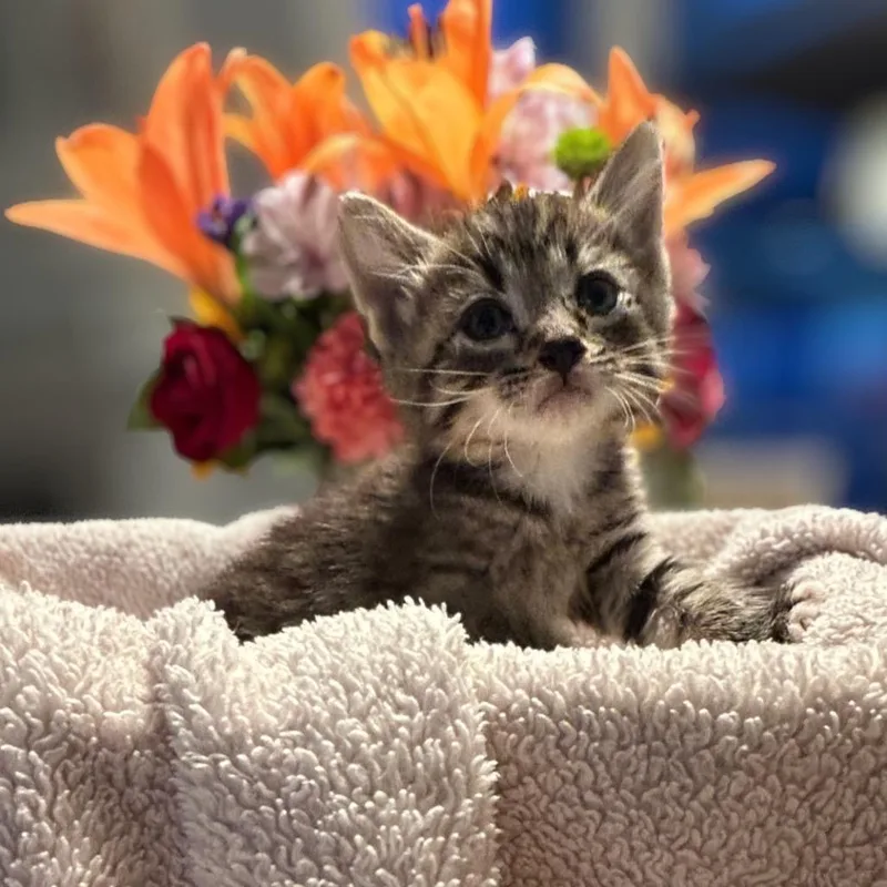A baby small-sized female Brown / Chocolate Domestic Short Hair cat named Zizi for adoption in Westminster, CA