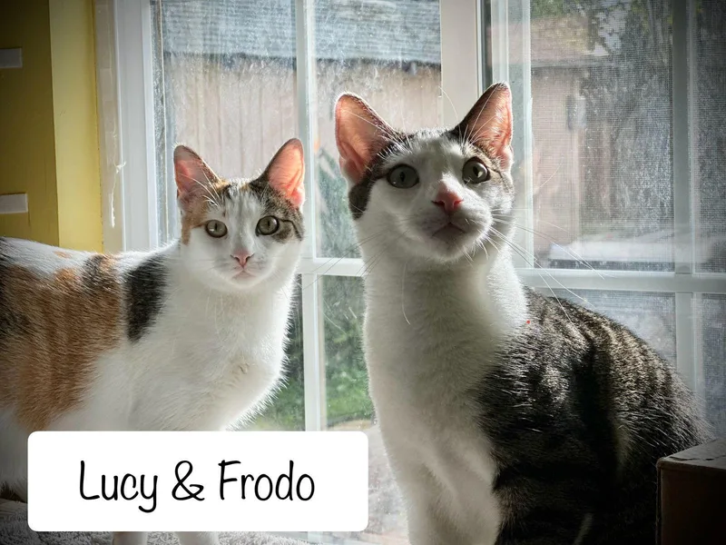 A baby medium-sized male Tabby cat named Frodo for adoption in San Jose, CA