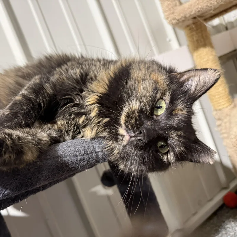 An adult large-sized female Tortoiseshell Domestic Long Hair cat named Truffles for adoption in De Soto, IA