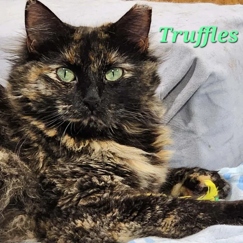 Truffles thumbnail 5