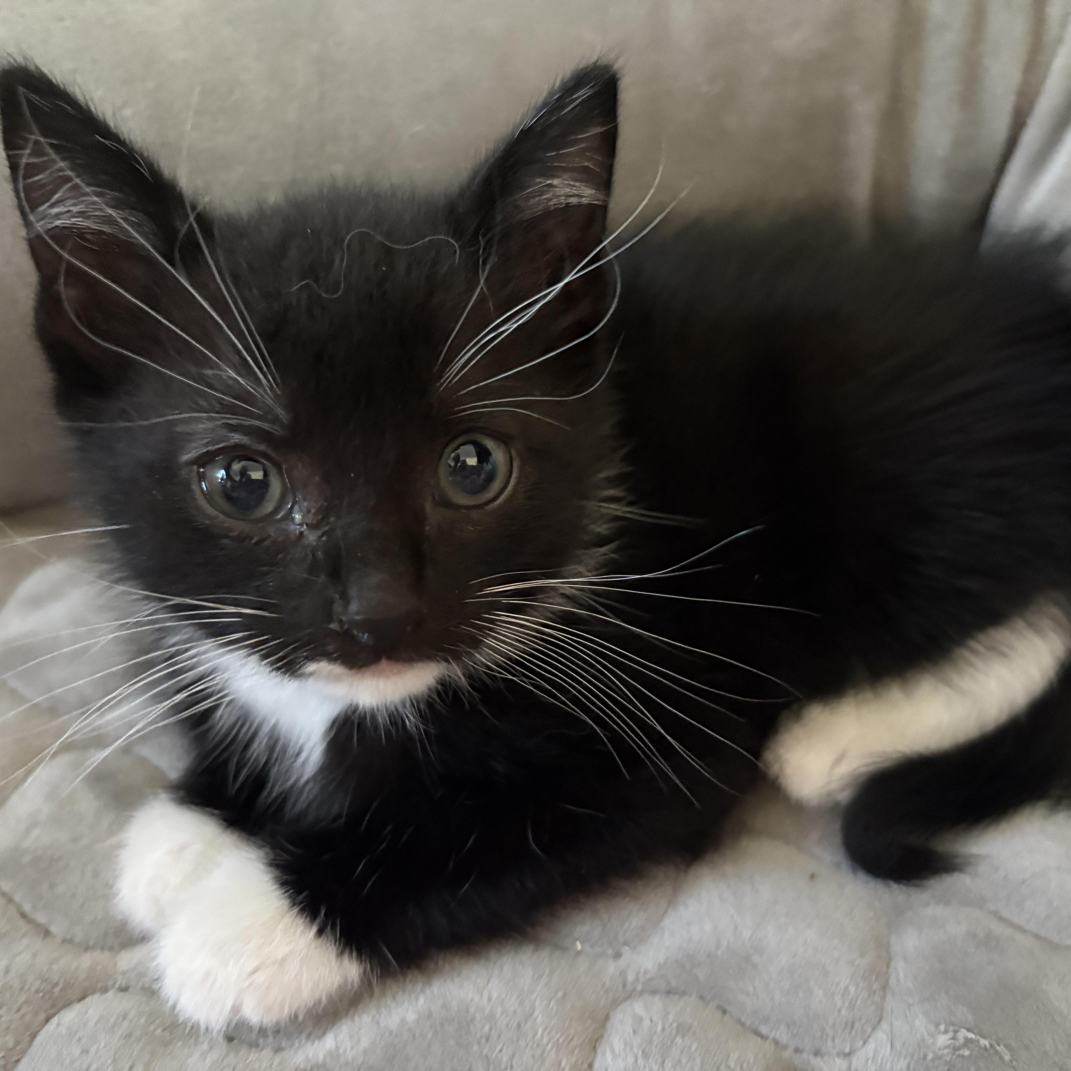 A baby small-sized male Black & White / Tuxedo Domestic Medium Hair cat named Levon for adoption in LITTLE MOUNTAIN, SC