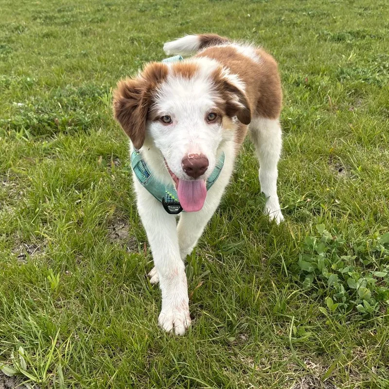 A baby large-sized male White / Cream Rough Collie dog named Gus for adoption in South Elgin, IL