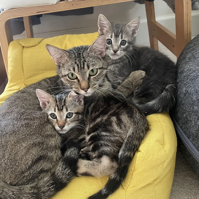 A young medium-sized female Tabby (Gray / Blue / Silver) Tabby cat named Pudding for adoption in Falmouth, ME