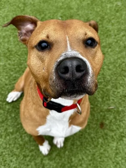 Mr. Peabody thumbnail 2