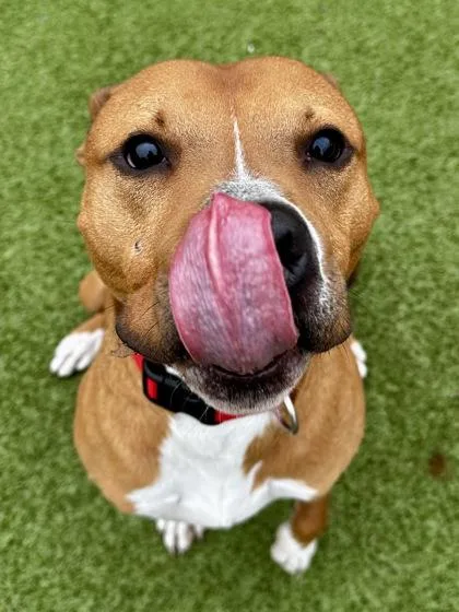 Mr. Peabody thumbnail 3