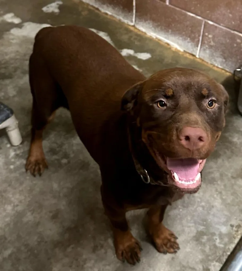 A baby medium-sized female Pit Bull Terrier dog named Suki for adoption in Swainsboro, GA