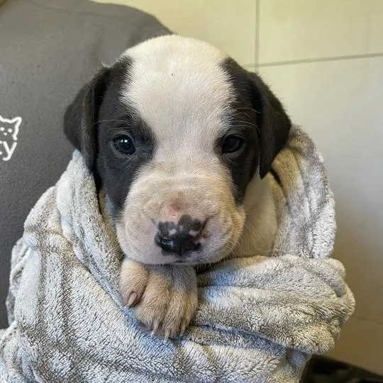 A baby small-sized female Brown / Chocolate Cane Corso dog named Amidala for adoption in Northbrook, IL