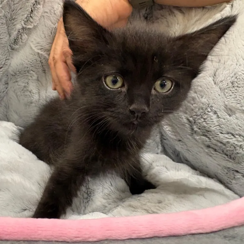A baby small-sized male Black Domestic Short Hair cat named Bear for adoption in New Port Richey, FL
