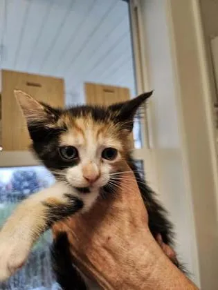 A baby small-sized female Domestic Short Hair cat named Addelyn for adoption in Port Saint Joe, FL