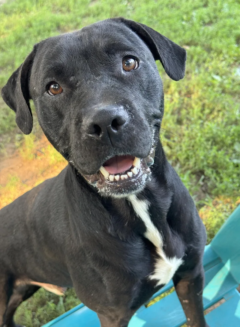 A young medium-sized male Black Pit Bull Terrier dog named Artie for adoption in Anderson, IN