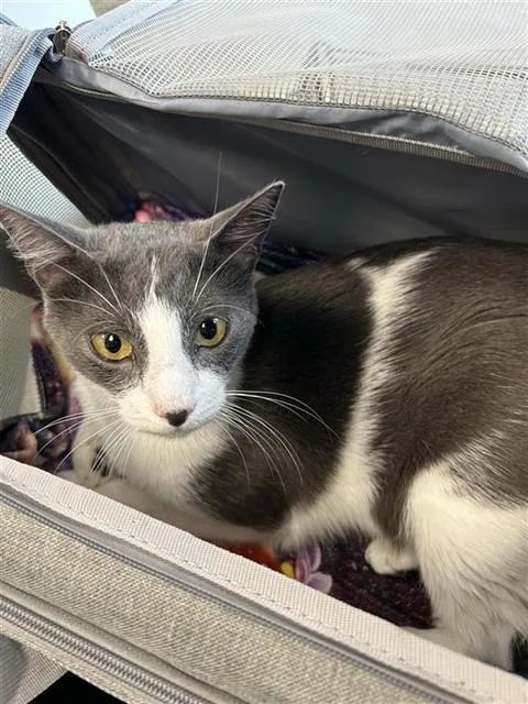 An adult large-sized male Domestic Short Hair cat named Rex for adoption in San Antonio, TX
