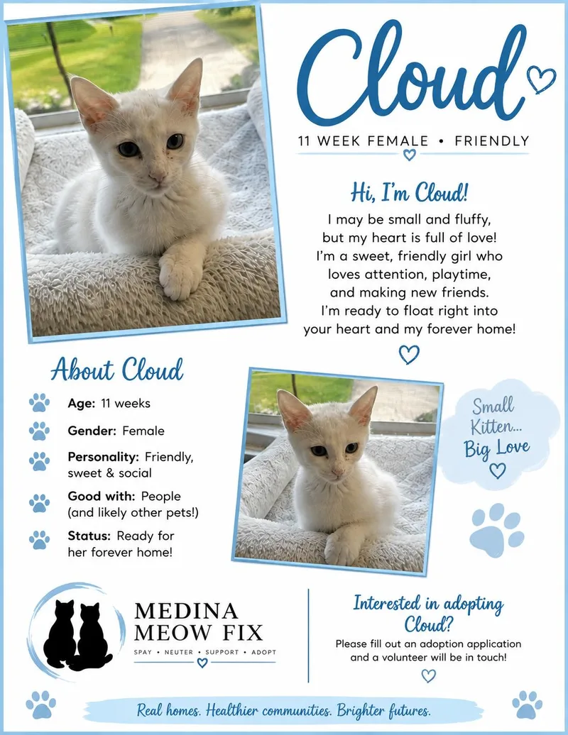 A baby medium-sized female White American Shorthair cat named Cloud for adoption in Medina, OH