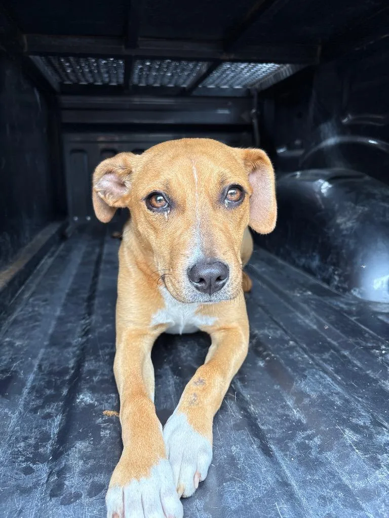 A young large-sized female Mixed Breed dog named D Eclair for adoption in Tifton, GA