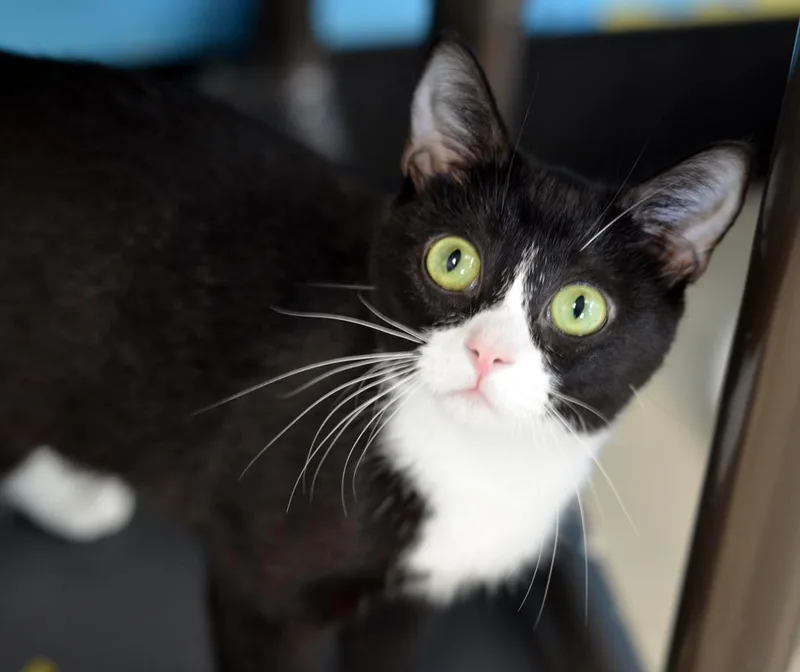 A young small-sized female Black & White / Tuxedo Domestic Short Hair cat named Cindy Lou Who for adoption in Sanford, FL
