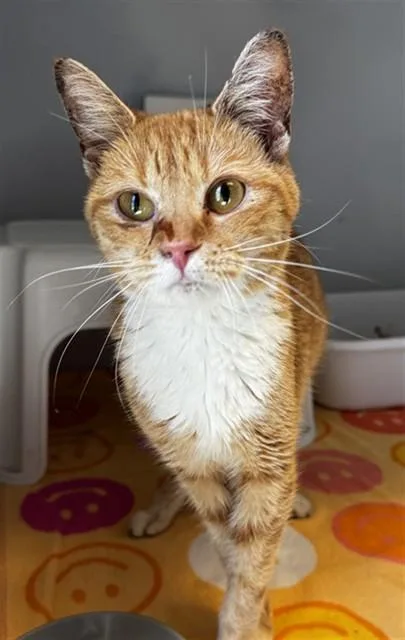 An adult medium-sized female Domestic Short Hair cat named Hannah Montana for adoption in Statesville, NC