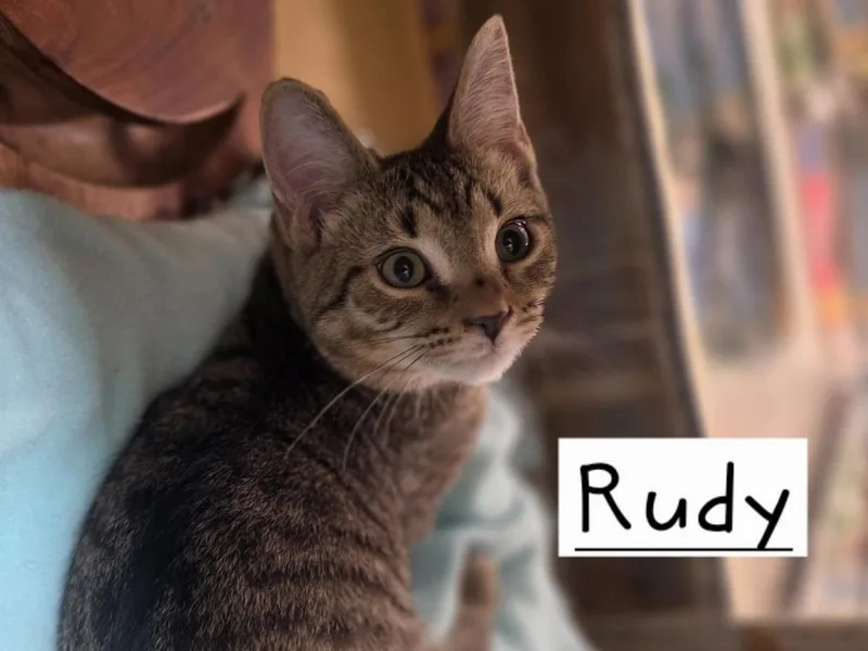 A baby small-sized male Tabby (Brown / Chocolate) Domestic Short Hair cat named Rudy for adoption in Metamora, IL