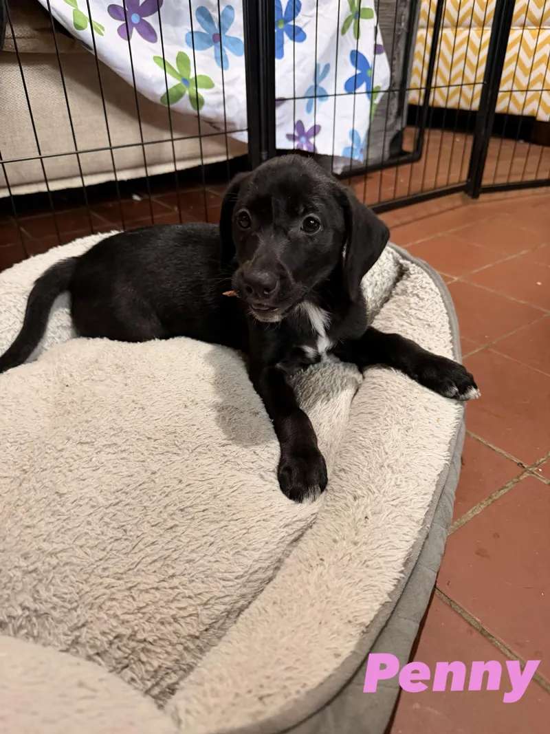 A baby medium-sized female Black Labrador Retriever dog named Penny for adoption in Semmes, AL