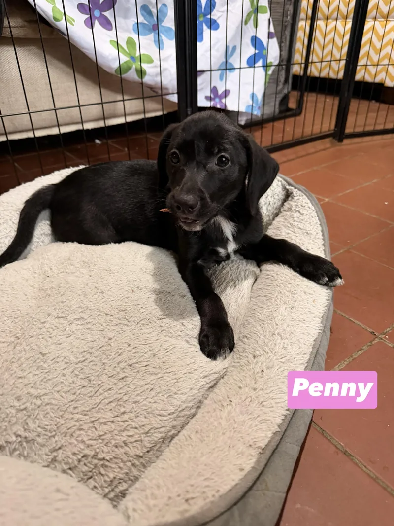 Penny thumbnail 2