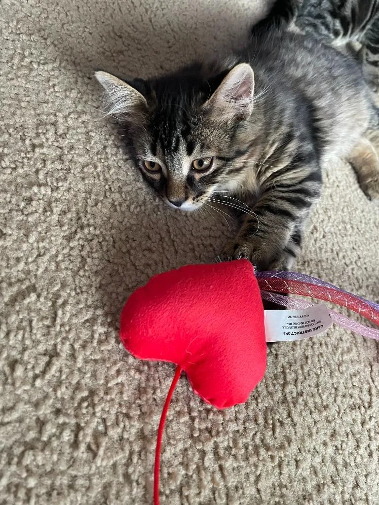 A baby small-sized male Domestic Short Hair cat named Erling Zlatan for adoption in Minneapolis, MN
